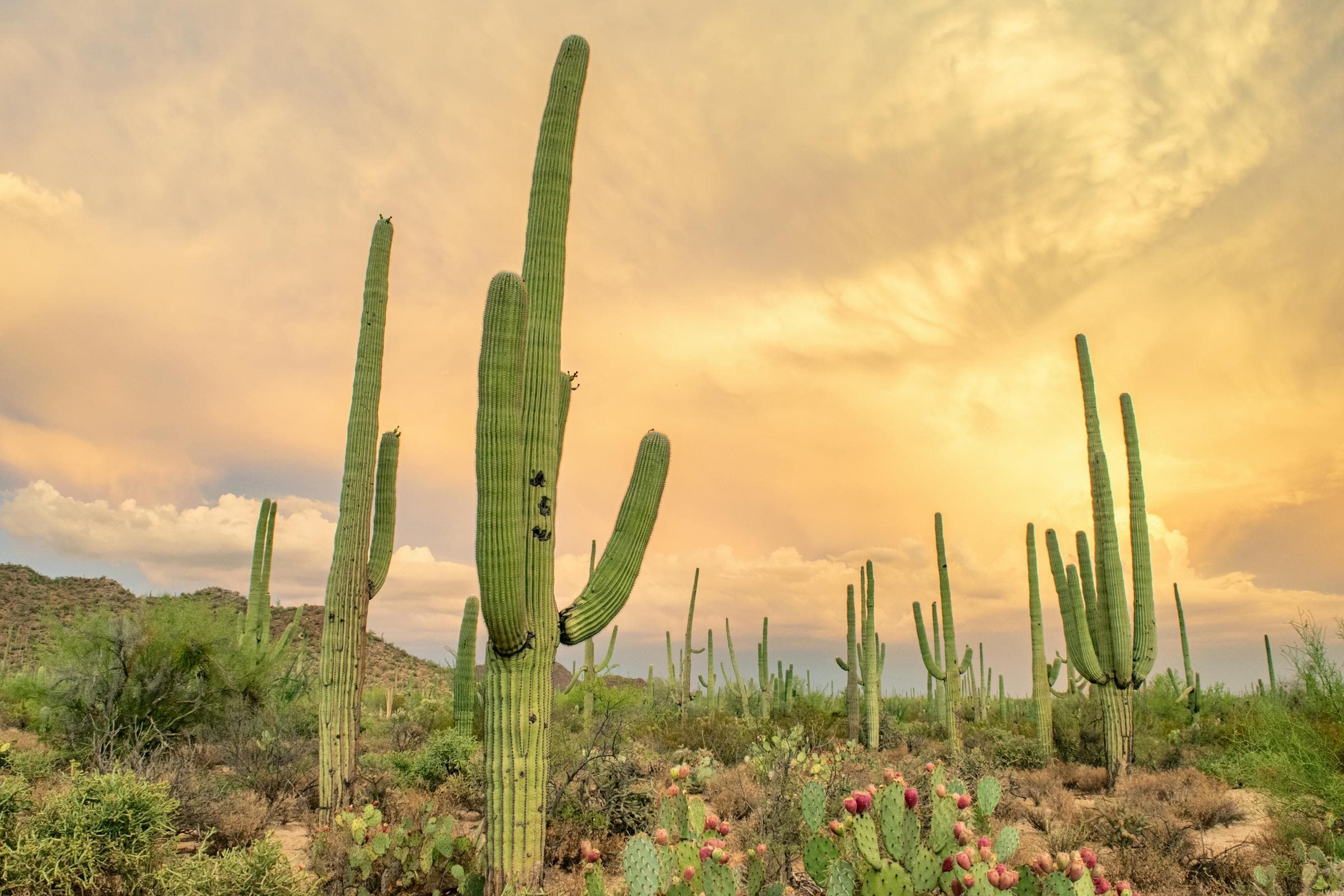Prescott, Arizona neighborhood — homes BiggerEquity buys for cash