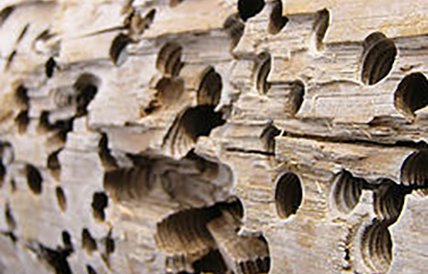 should you buy a house with termites